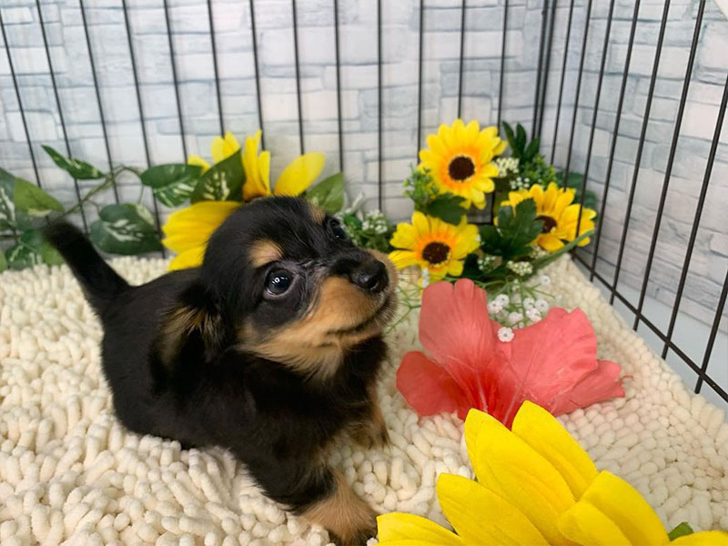 犬舎情報・お問い合わせ